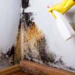 Black mold in the corner of room wall. Preparation for mold removal.